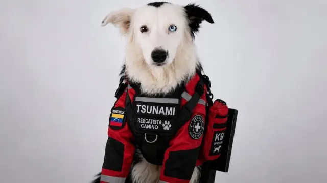 Silencio absoluto, llega Tsunami": así es el perro rescatista que sufrió maltrato y ahora salva vidas entre los escombros en Venezuela