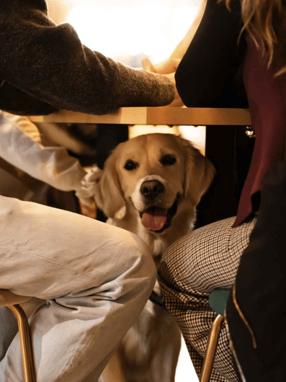 dog-inquieta-restaurante-mentha-honest-food