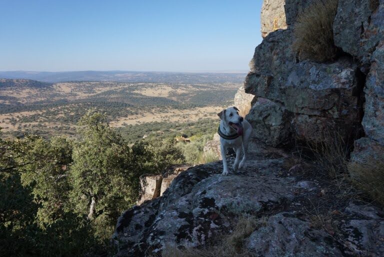 dog_inquieta_ruta_cabañas_del_castillo