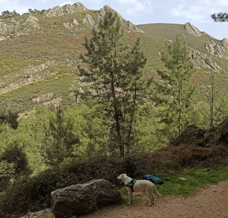 dog-inquieta-ruta-cañamero