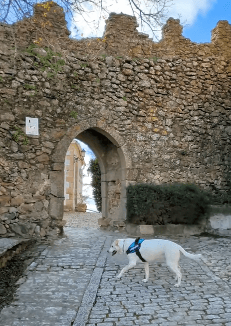 dog-inquieta-ruta-montánchez